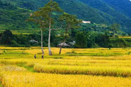 [Foto] Las terrazas de arroz de Mu Cang Chai en temporada de cosecha 
