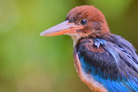 Reserva de la biosfera de Kon Ha Nung: un regalo invaluable de la naturaleza