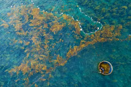 Cosecha de sargassum frente a la costa de la provincia de Quang Ngai
