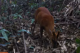 Thanh Hoa: Descubren especies raras de muntiacus rooseveltorum en Pu Hu