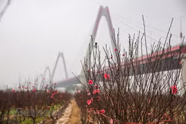 Cultivadores de flores de melocotón de Phu Thuong ocupados en vísperas del Tet