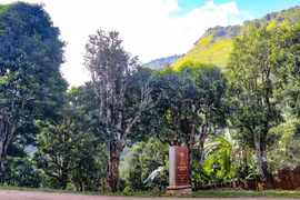 Población de árboles antiguos de té San Tuyet en Dien Bien