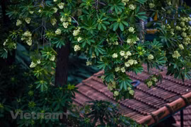 Contemplar la belleza de flor de Alstonia scholaris, especialidad del otoño de Hanoi