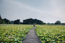Contemplan belleza de flores de loto en provincia de Ninh Binh 