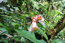 Vietnam aprueba plan de conservación de la biodiversidad