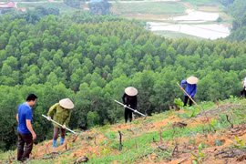 Bac Giang aumenta el valor de la producción forestal