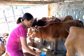 Vietnam inicia producción general de vacuna contra fiebre aftosa del ganado 