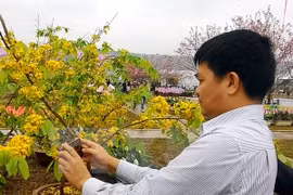 Celebran festival de Flores de Cerezo en localidad norvietnamita