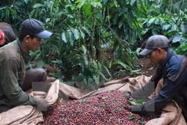  Sector cafetero de Vietnam por fomentar capacidad de adaptación al cambio climático