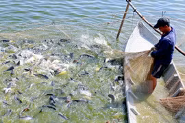 Vietnam lanza nuevo programa para monitorear pescados exportados a EE.UU.