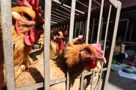 Filipinas confirma cepa de virus H5N6 en isla de Luzón