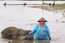 Vietnam se esfuerza en labores de prevención y mitigación de afectaciones de desastres naturales