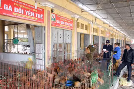 Hanoi realiza simulacro de prevención contra gripe aviar