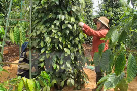 Altiplanicie Occidental de Vietnam busca alcanzar un desarrollo sostenible