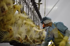 Exportan primer lote de pollo vietnamita a Japón