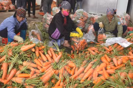 Vietnam registra gran aumento de exportaciones de verduras