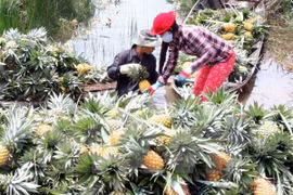 Empresa sudcoreana busca en localidad vietnamita oportunidades de inversión en agricultura
