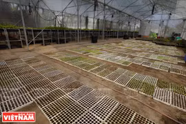 Granja de vegetales orgánicos Canh Cam 