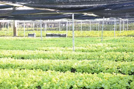 Vietnam y Países Bajos robustecen cooperación en agricultura