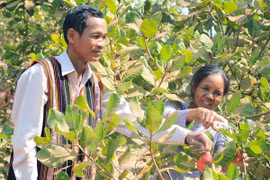 Disminuye cultivo de anacardo en las provincias altiplánicas de Vietnam