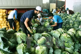 Vietnam aspira a tres mil millones de dólares por exportaciones de vegetales y frutas 