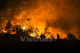 Provincia vietnamita refuerza labores contra incendios forestales