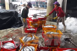 Thua Thien-Hue aumenta rendimiento de producción de mariscos tras incidente ambiental 