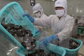 Japón, mayor importador de camarones de Vietnam 