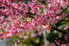 Divulgar en Vietnam imágenes de Japón mediante festival de sakura