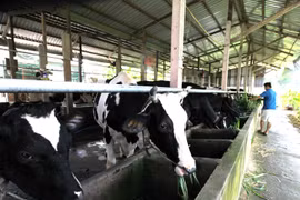 Ciudad Ho Chi Minh y Australia por impulsar cooperación agrícola 