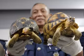Malasia: Decomisan centenares de tortugas de contrabando de Madagascar