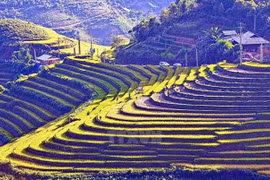 Da frutos cooperación turística en región noroccidental de Vietnam