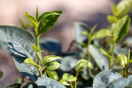 Té orgánico de Vietnam espera conquistar mercados mundiales