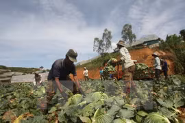 Vietnam reconoce a campesinos destacados en proceso nacional de renovación