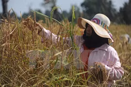 Tailandia: mayor exportador de productos alimentarios en ASEAN
