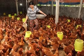 Prohibición saudita sobre importación de aves de corral no causará afectaciones a Vietnam