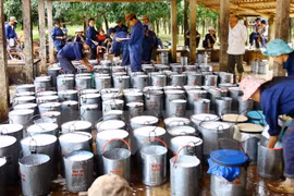 Vietnam ingresa 392 millones de dólares por exportaciones de caucho