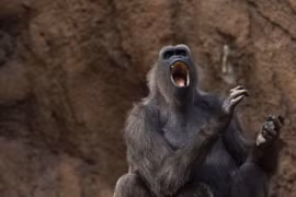 Detectan en Vietnam a monos langures, una especie en peligro de extinción 