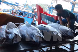 Vietnam y China impulsan desarrollo sostenible de pesca en golfo de Tonkín