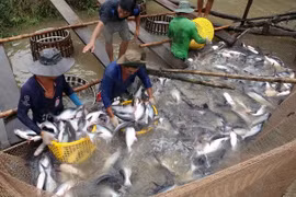 VASEP rechaza informaciones erróneas de prensa extranjera sobre pescado Tra