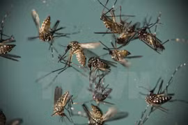 Ninh Binh refuerza medidas preventivas contra dengue