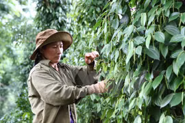 Empresas japonesas invierten en agricultura orgánica en Vietnam