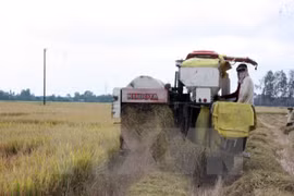 Exportaciones de arroz de Vietnam disminuyen en primer trimestre de 2017