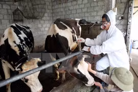 Vietnam produce vacuna contra fiebre aftosa