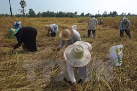 Sri Lanka y Bangladesh sellan gran contrato de compra de arroz de Tailandia