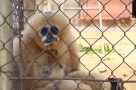 Estimulan participación juvenil en protección de animales silvestres en Vietnam