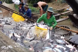 EE.UU. examinará envíos vietnamitas de pescado Tra a partir de agosto 