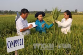 Agricultura de Vietnam con altas perspectivas para futuro desarrollo