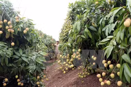 Provincia norvietnamita promueve inversiones en zonas agrícolas de alta tecnología
