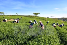 Vietnam impulsa el desarrollo de agricultura orgánica